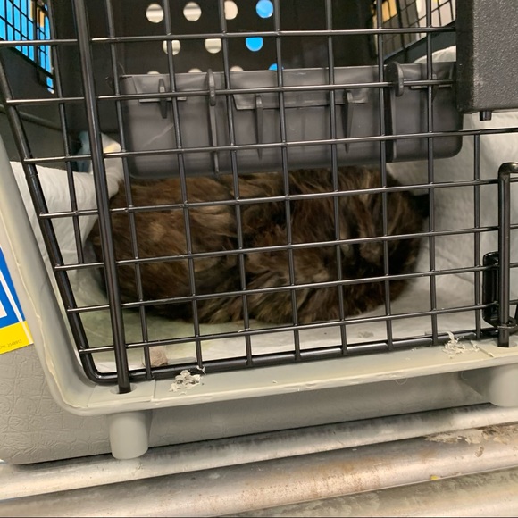 Rusty - Picture 5 of 6